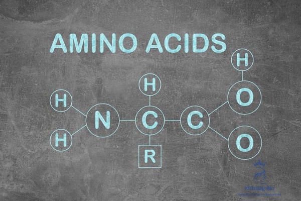 Các amino acid cũng tham gia vào việc duy trì cân bằng độ ẩm và tăng cường chức năng của hàng rào bảo vệ da